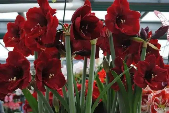 Amaryllis Carmen (BULBS) RED FLOWERS,GREAT GIFT - Caribbean garden seed