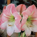 Amaryllis Cherry Blossom  (BULBS) DOUBLE  FLOWERS,GREAT GIFT - Caribbean garden seed