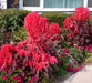 Amaranthus Seeds- Early Splendor,ANNUAL FLOWERS - Caribbean garden seed