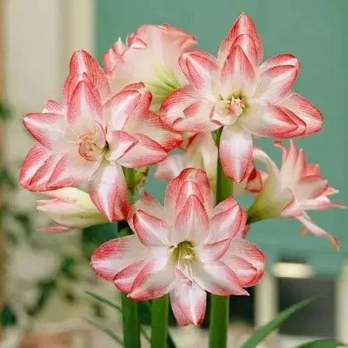 Amaryllis Blossom Peacock bulbs, Great Gift Item - Caribbean garden seed