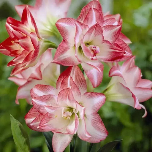 Amaryllis Blossom Peacock bulbs, Great Gift Item - Caribbean garden seed