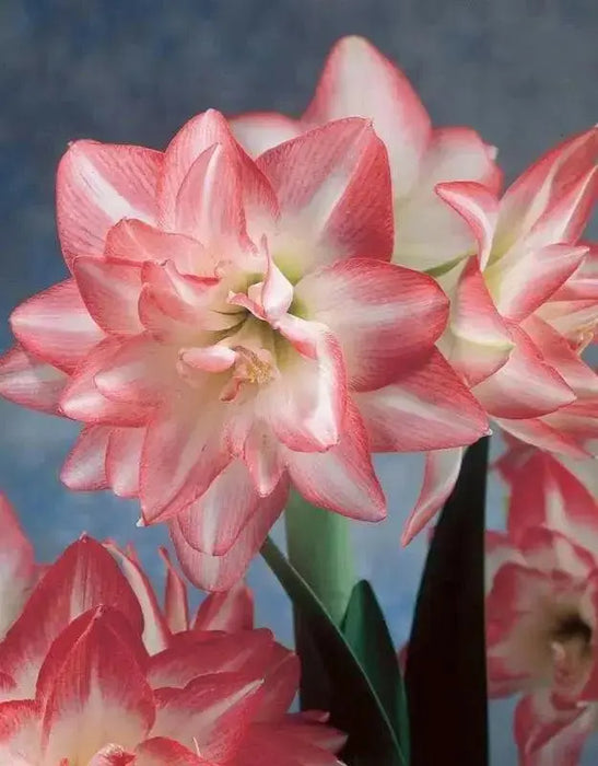 Amaryllis Blossom Peacock bulbs, Great Gift Item - Caribbean garden seed