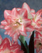 Amaryllis Blossom Peacock bulbs, Great Gift Item - Caribbean garden seed