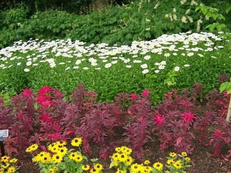 Amaranthus Seeds- Early Splendor,ANNUAL FLOWERS - Caribbean garden seed
