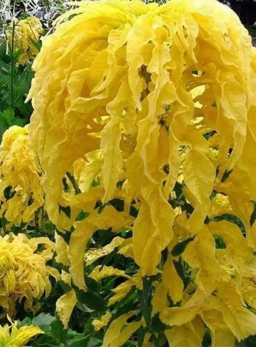 Amaranthus  FLOWERS Seeds -(Yellow) - Caribbean garden seed