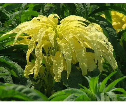 Amaranthus  FLOWERS Seeds -(Yellow) - Caribbean garden seed