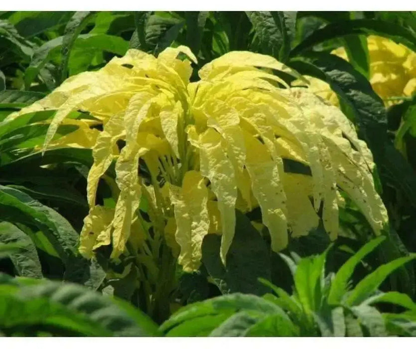 Amaranthus  FLOWERS Seeds -(Yellow) - Caribbean garden seed