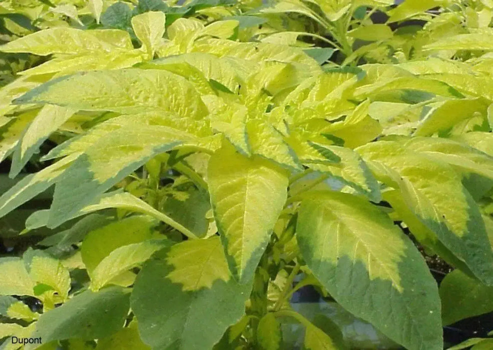 Amaranthus  FLOWERS Seeds -(Yellow) - Caribbean garden seed