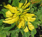 Amaranthus  FLOWERS Seeds -(Yellow) - Caribbean garden seed