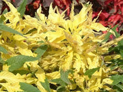 Amaranthus  FLOWERS Seeds -(Yellow) - Caribbean garden seed