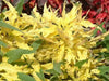 Amaranthus  FLOWERS Seeds -(Yellow) - Caribbean garden seed