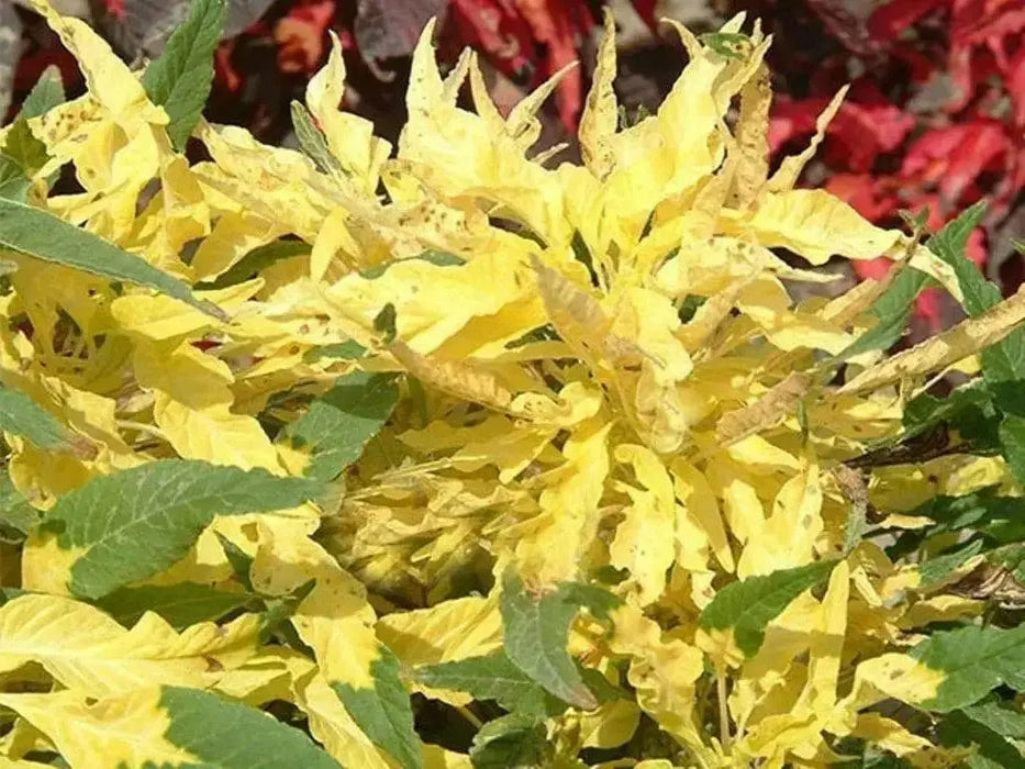 Amaranthus  FLOWERS Seeds -(Yellow) - Caribbean garden seed