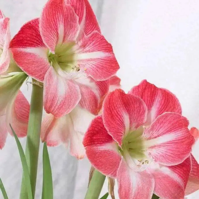 Amaryllis Cape Horn (BULBS) DOUBLE  FLOWERS,GREAT GIFT - Caribbean garden seed