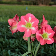 Amaryllis Cape Horn (BULBS) DOUBLE  FLOWERS,GREAT GIFT - Caribbean garden seed