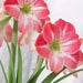 Amaryllis Cape Horn (BULBS) DOUBLE  FLOWERS,GREAT GIFT - Caribbean garden seed
