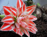 Amaryllis Double SPLASH ( BULB) FLOWERS,GREAT GIFT - Caribbean garden seed