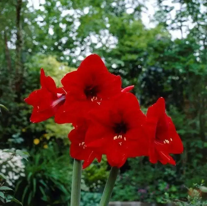 Amaryllis Peruvian Red Fantasy(BULBS) DOUBLE  FLOWERS,GREAT GIFT - Caribbean garden seed