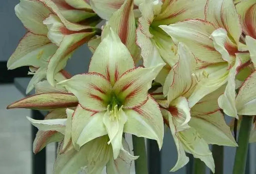 Amaryllis MAGIC GREEN (BULBS)  FLOWERS,GREAT GIFT - Caribbean garden seed