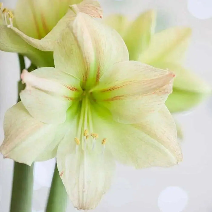 Amaryllis MAGIC GREEN (BULBS)  FLOWERS,GREAT GIFT - Caribbean garden seed