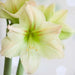 Amaryllis MAGIC GREEN (BULBS)  FLOWERS,GREAT GIFT - Caribbean garden seed