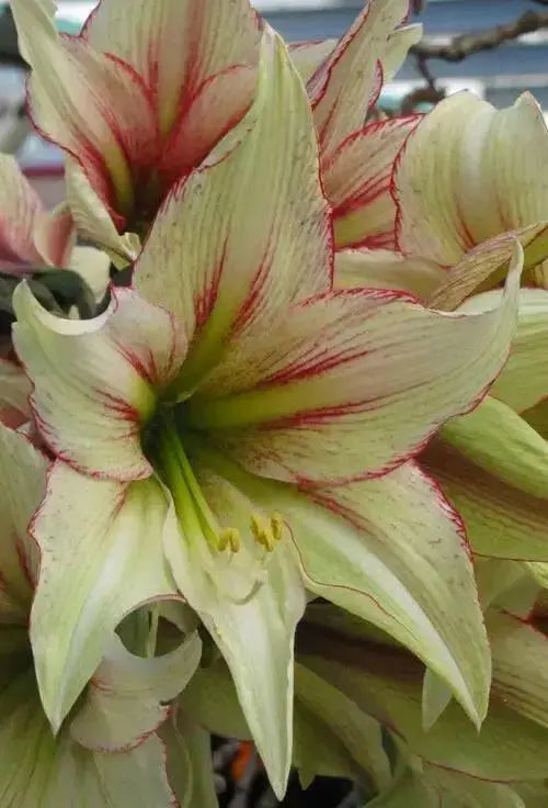 Amaryllis MAGIC GREEN (BULBS)  FLOWERS,GREAT GIFT - Caribbean garden seed