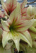 Amaryllis MAGIC GREEN (BULBS)  FLOWERS,GREAT GIFT - Caribbean garden seed