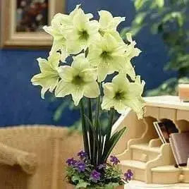 Amaryllis Dutch Yellow Star (BULBS)  FLOWERS,GREAT GIFT - Caribbean garden seed