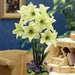 Amaryllis Dutch Yellow Star (BULBS)  FLOWERS,GREAT GIFT - Caribbean garden seed