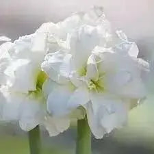 Amaryllis Marquis Bulbs, Great Gift Item - Caribbean garden seed