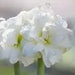 Amaryllis Marquis Bulbs, Great Gift Item - Caribbean garden seed