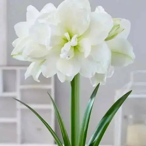 Amaryllis Marquis Bulbs, Great Gift Item - Caribbean garden seed