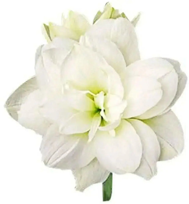 Amaryllis Marquis Bulbs, Great Gift Item - Caribbean garden seed