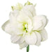 Amaryllis Marquis Bulbs, Great Gift Item - Caribbean garden seed