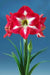 Amaryllis Monte Carlo ,bulbs, Great Gift Item - Caribbean garden seed