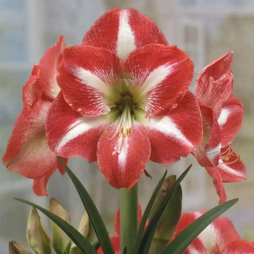 Amaryllis Monte Carlo ,bulbs, Great Gift Item - Caribbean garden seed