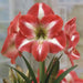 Amaryllis Monte Carlo ,bulbs, Great Gift Item - Caribbean garden seed