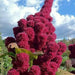Amaranth Seeds,Elephant Head (Amaranth cruentus) Organic - Asian Vegetable - Caribbean garden seed