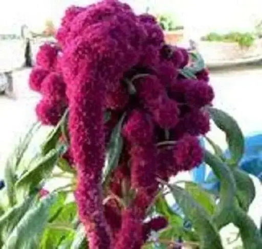 Amaranth Seeds,Elephant Head (Amaranth cruentus) Organic - Asian Vegetable - Caribbean garden seed