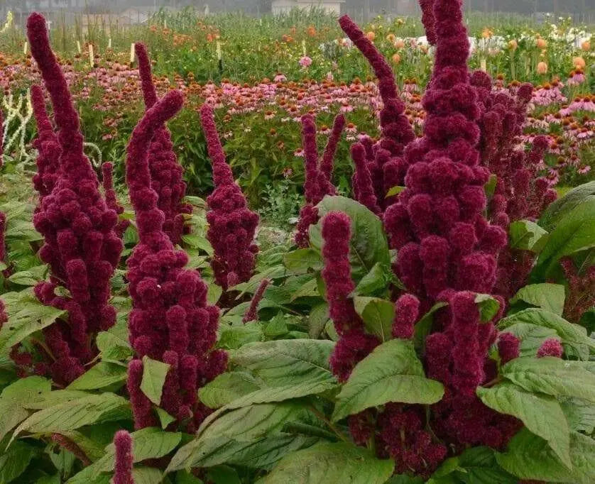 Amaranth Seeds,Elephant Head (Amaranth cruentus) Organic - Asian Vegetable - Caribbean garden seed