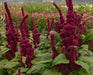 Amaranth Seeds,Elephant Head (Amaranth cruentus) Organic - Asian Vegetable - Caribbean garden seed