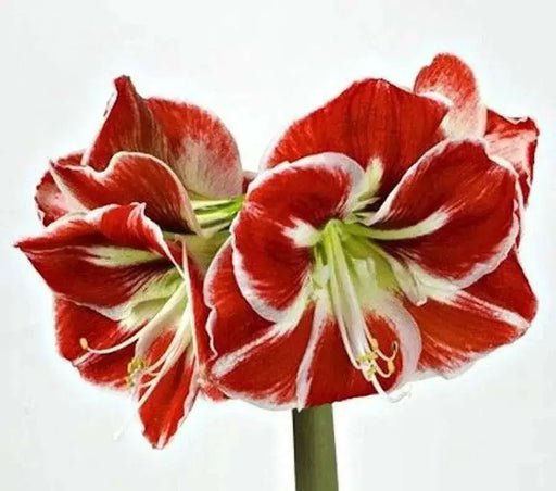 Amaryllis SAMBA (BULBS) RED FLOWERS,GREAT GIFT - Caribbean garden seed