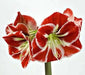 Amaryllis SAMBA (BULBS) RED FLOWERS,GREAT GIFT - Caribbean garden seed