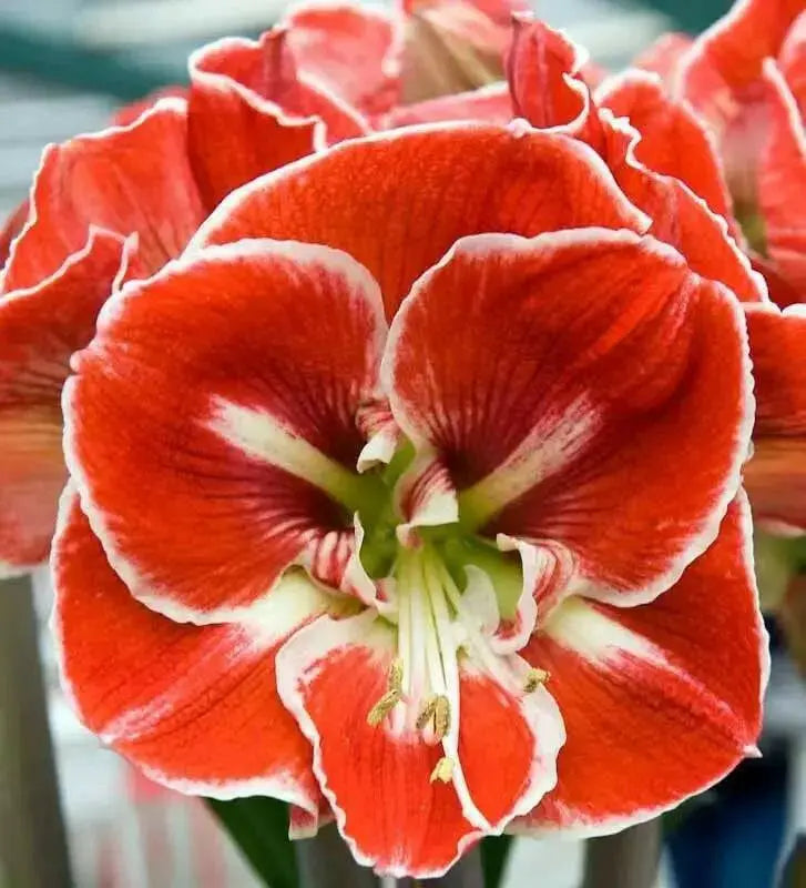 Amaryllis SAMBA (BULBS) RED FLOWERS,GREAT GIFT - Caribbean garden seed
