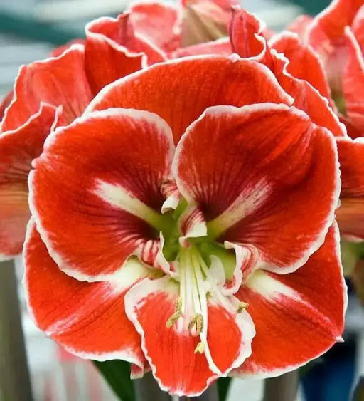 Amaryllis SAMBA (BULBS) RED FLOWERS,GREAT GIFT - Caribbean garden seed