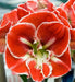 Amaryllis SAMBA (BULBS) RED FLOWERS,GREAT GIFT - Caribbean garden seed