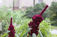 Amaranth Seeds,Elephant Head (Amaranth cruentus) Organic - Asian Vegetable - Caribbean garden seed