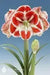 Amaryllis SAMBA (BULBS) RED FLOWERS,GREAT GIFT - Caribbean garden seed