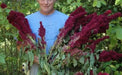 Amaranth Seeds,Elephant Head (Amaranth cruentus) Organic - Asian Vegetable - Caribbean garden seed