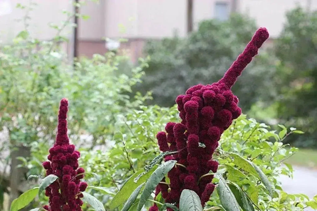 Amaranth Seeds,Elephant Head (Amaranth cruentus) Organic - Asian Vegetable - Caribbean garden seed