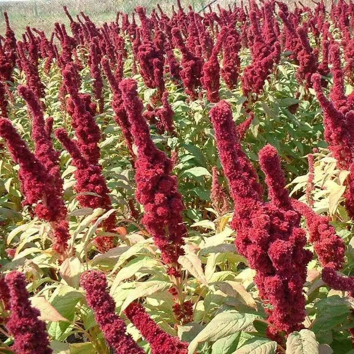 Amaranth Seeds,Elephant Head (Amaranth cruentus) Organic - Asian Vegetable - Caribbean garden seed